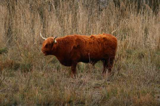 苏格兰高原牛图片
