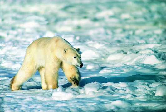 北极熊雪地猎食图片