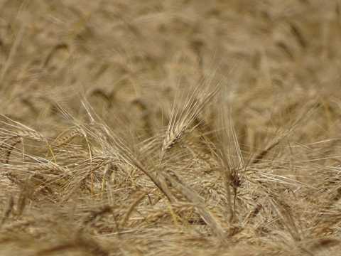 成熟小麦粮食拍照图片