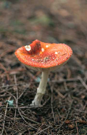 有毒的蘑菇粉木耳图片