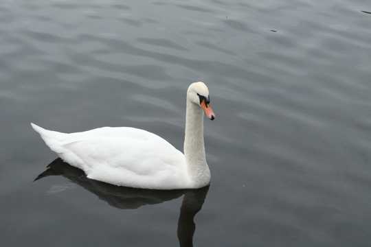 湖面上的大白鹅图片