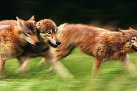 原野奔跑的狼群图片