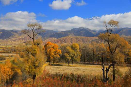 青海黑河大峡谷的秋季景物图片