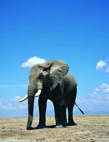 庞大的非洲象