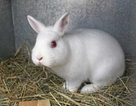 白色萌宠兔乖巧图片