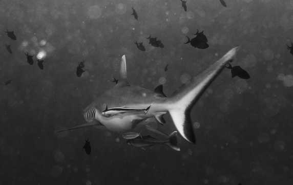 海底鲨鱼拍摄图