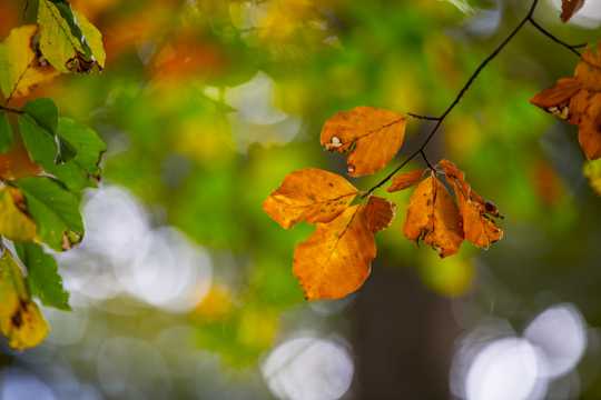 秋叶自然风光图片