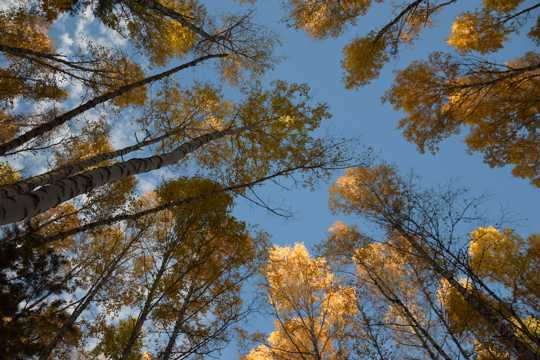 俯看秋天树林树木图片