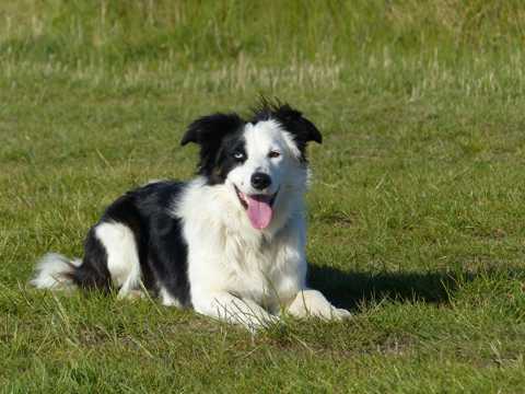 草地上的黑白牧羊犬图片