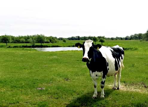 牧场上的花斑奶牛图片
