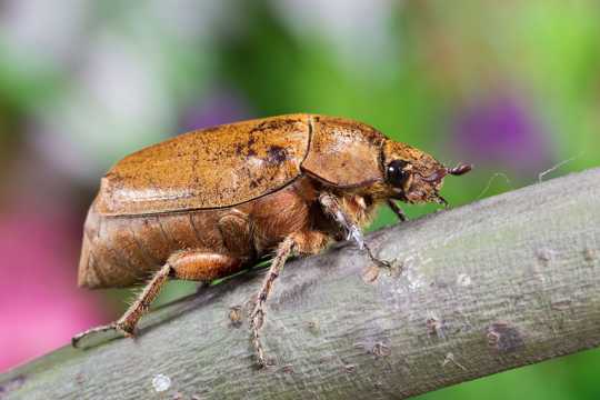 甲虫微距图片