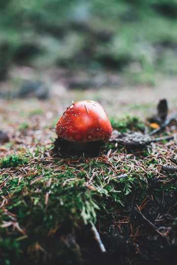 大地红色蘑菇包图片