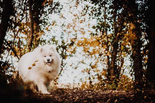 白色萨摩耶犬图片