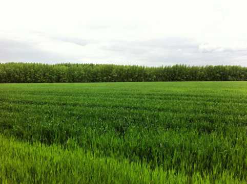 绿色稻田高清图片