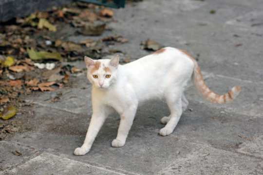 白色野猫图片
