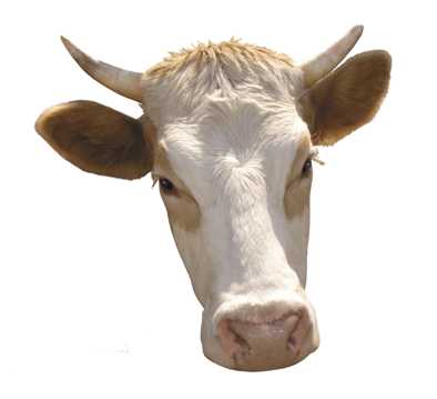 牛的头部图片