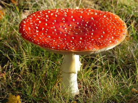 野生伞状红蘑菇图片