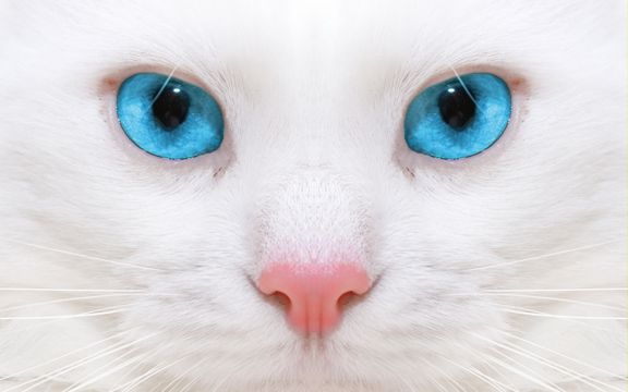 白色蓝眼睛小猫