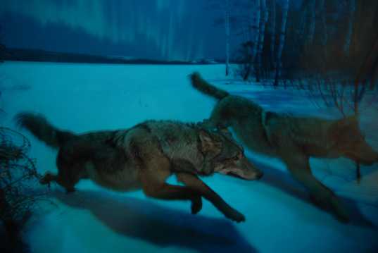 奔跑的野狼图片