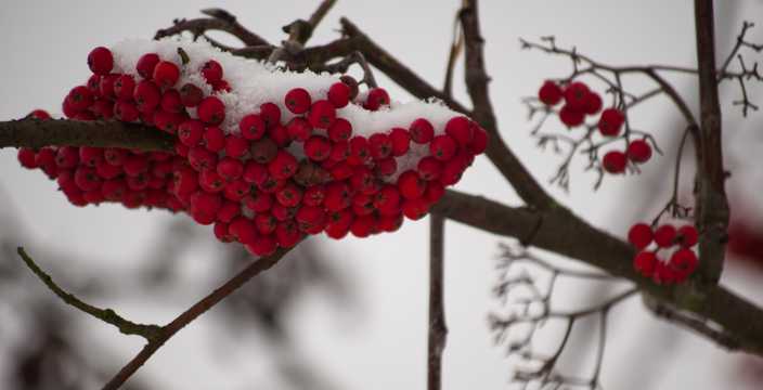 冬日的浆果图片