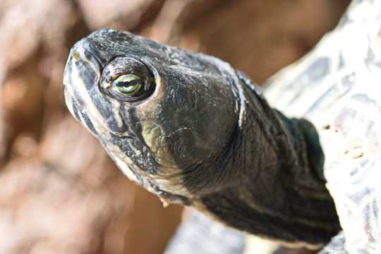 乌龟头伸长脖子图片