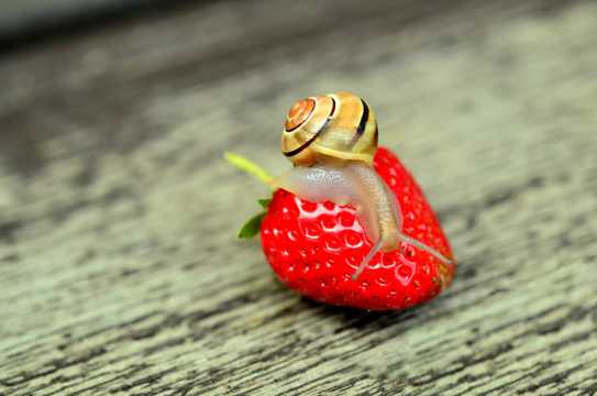 小清爽红草莓图片