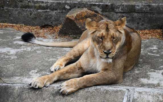 休息的母狮子