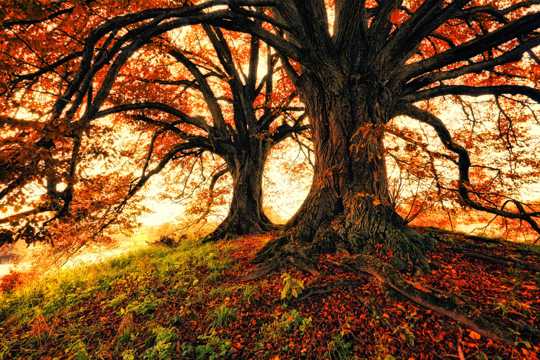 秋日的树木景致图片