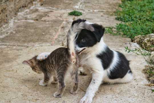 猫咪和狗狗嬉戏图片