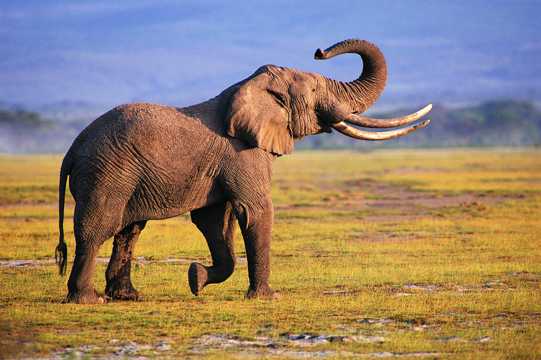 原野野生非洲大象图片