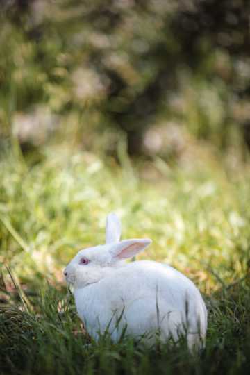 可人小白兔高清图片