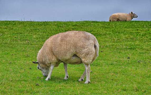 高原草场绵羊图片