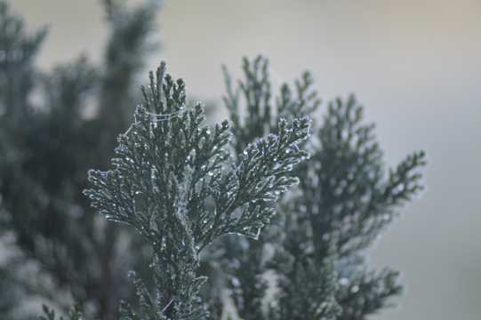 美丽有趣的冬日冰挂植物景致图片
