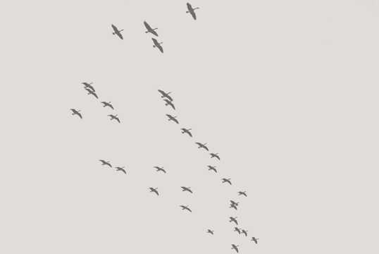 空中的大雁群图片