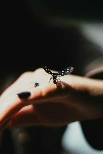 指尖的蝴蝶图片