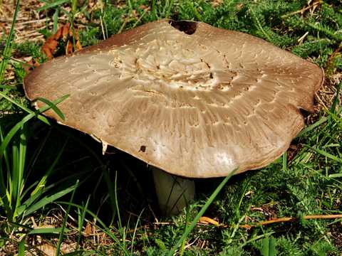 秋日大蘑菇图片