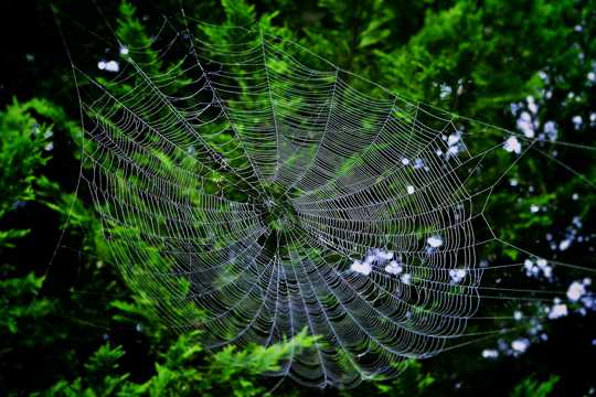 树丛中的蜘蛛网图片