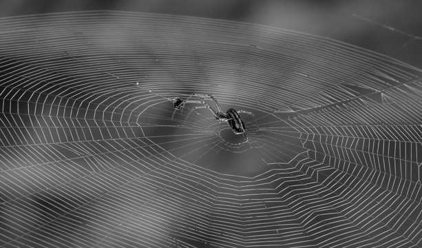 蜘蛛知网黑白图片