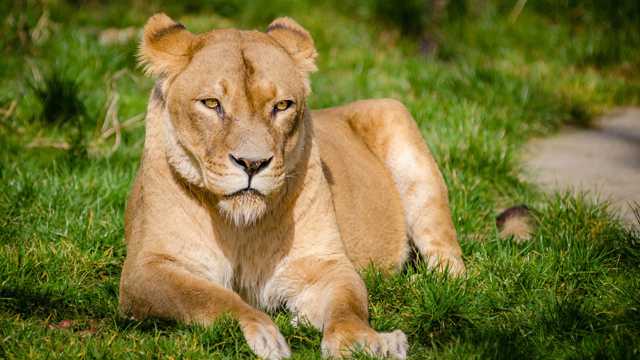 草场上静静观望的母狮子图片