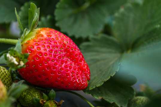 草莓地红色草莓水果图片