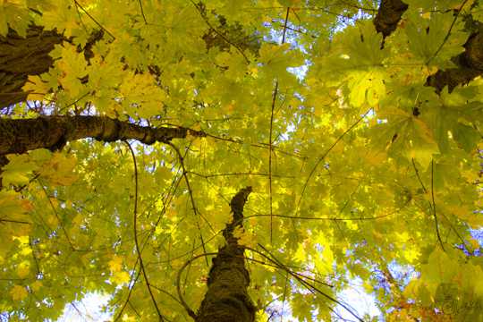 秋季树木枯叶俯瞰图片