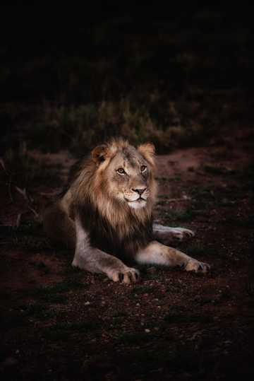 霸气的野生狮子图片