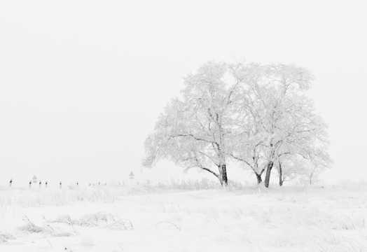 冬日雪地树木图片