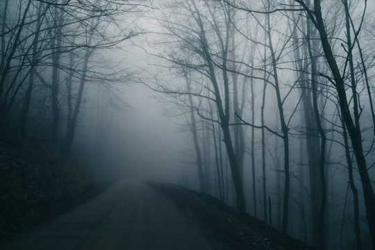 浓雾笼罩的森林图片