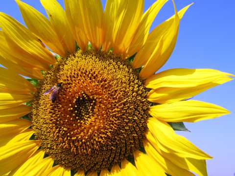 向阳花上的蜜蜂图片
