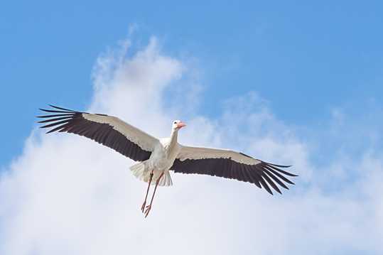 “送子鸟”白鹤图片