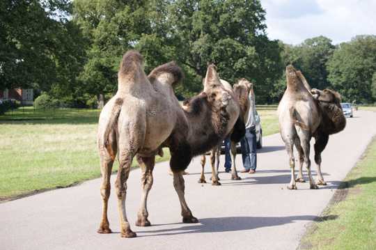 公路上的骆驼群图片