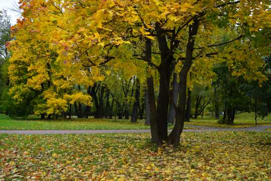 秋日的俄罗斯景物图片