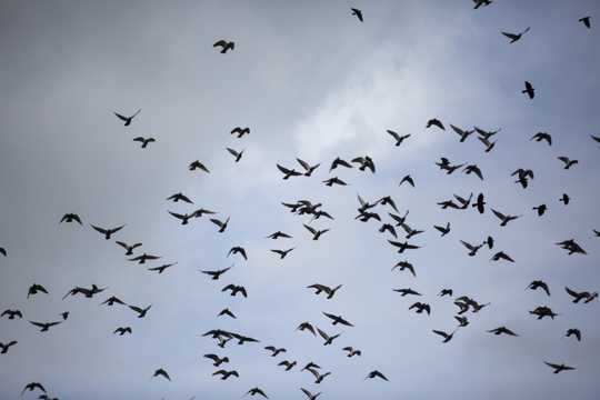 天空上的鸟群图片