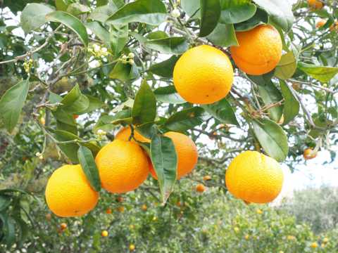 树上挂着的橙子图片